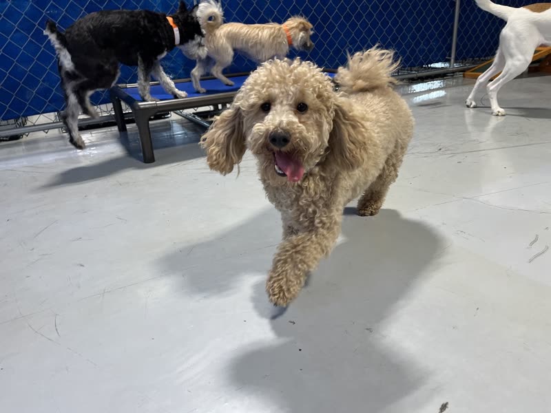 A fluffy apricot poodle-mix running across the indoor play floor with other dogs behind