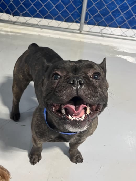 A brindle French bulldog mid-stride in the outdoor play yard