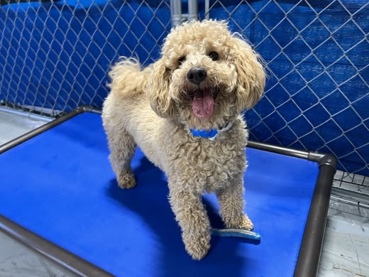 A cream poodle-mix standing on a raised play cot in the yard