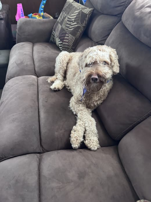 A scruffy cream doodle resting on a sofa at home
